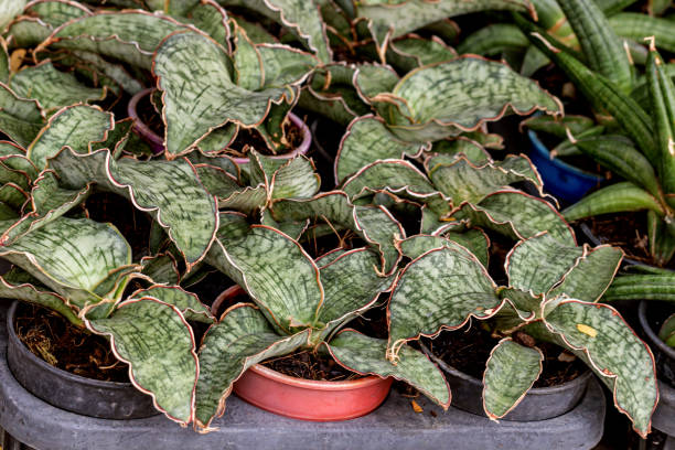 Snake plant or Sansevieria kirkii Silver Blue plant in the garden.