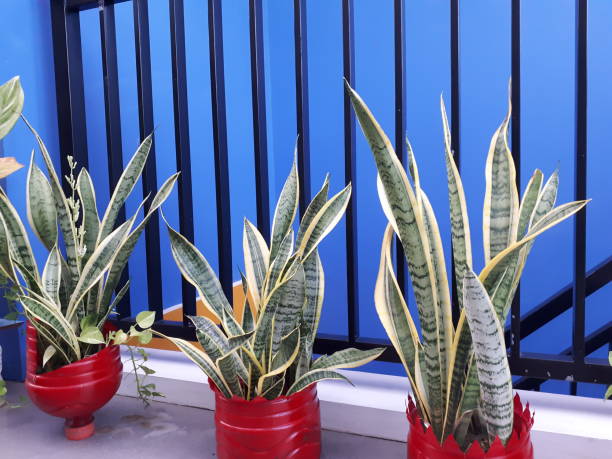 Bantel's sensation snake plant in the red pots