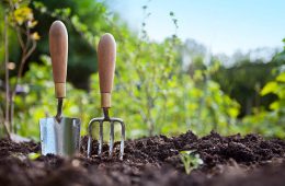 Wooden handled stainless steel garden hand trowel and hand fork tools standing in a vegetable garden soil.
