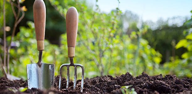 Wooden handled stainless steel garden hand trowel and hand fork tools standing in a vegetable garden soil.