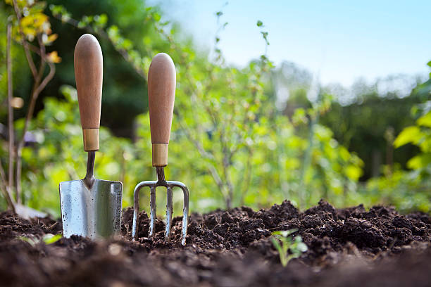 Wooden handled stainless steel garden hand trowel and hand fork tools standing in a vegetable garden soil.