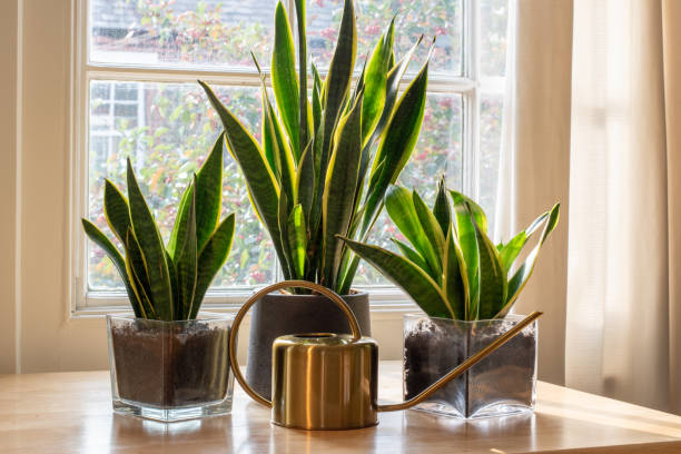 A sansevieria trifasciata snake plant in the window of a modern home 