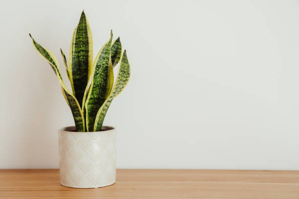 Snake plant: Sansevieria laurentii against white background