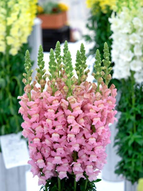 Snapdragon cut flowers, one of the plants to avoid planting next to your roses