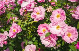 Beautiful blooming rose bush with pink flowers in garden free of plants that hinder the growth of the roses