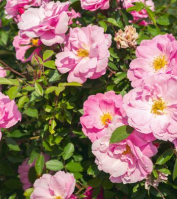 Beautiful blooming rose bush with pink flowers in garden free of plants that hinder the growth of the roses