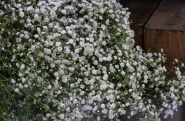 A close-up shot of a bouquet of delicate white babys breath flowers.