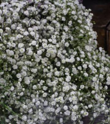 A close-up shot of a bouquet of delicate white babys breath flowers.