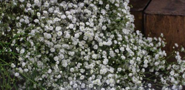 A close-up shot of a bouquet of delicate white babys breath flowers.