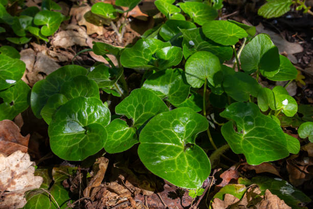 Shiny green leaves from wild ginger plants, 