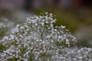 Babys breath flowers in full bloom