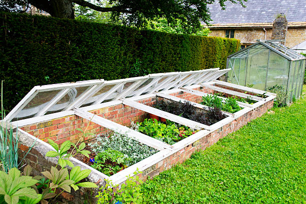 cold frames filled with plants ready to go out in the summer borders.