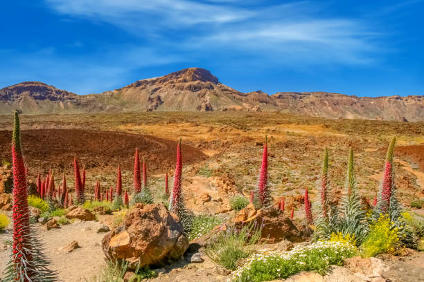 Landscape with the endemic flower of Echium wildpretii (red bugloss)