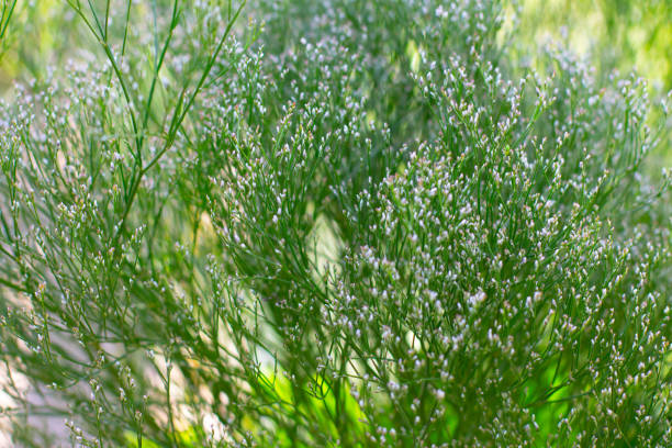 Babys breath flowers sprouting in a garden