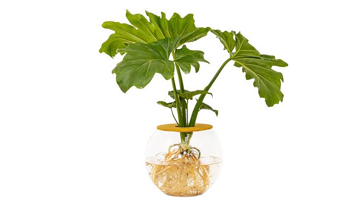 Philodendron Selloum