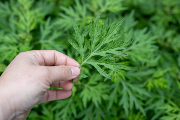 A woman is picking mugwort weed plant