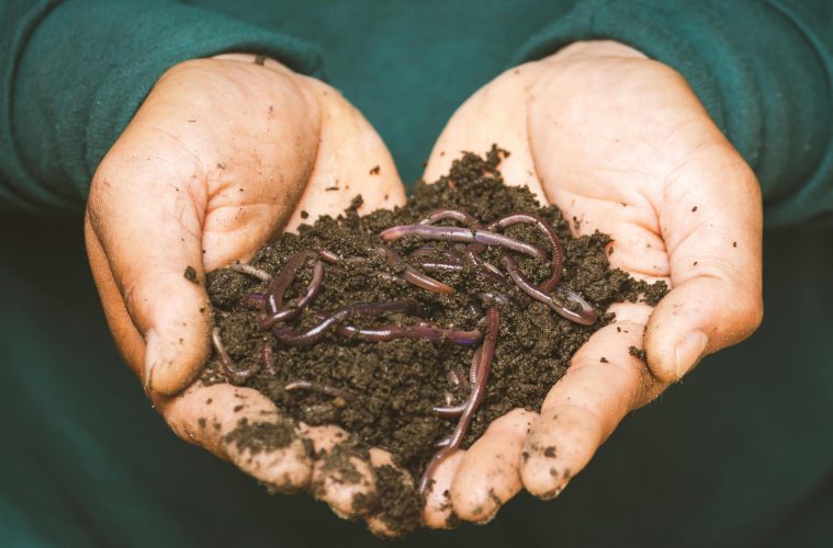 How to effectively use beneficial nematodes for a thriving garden
