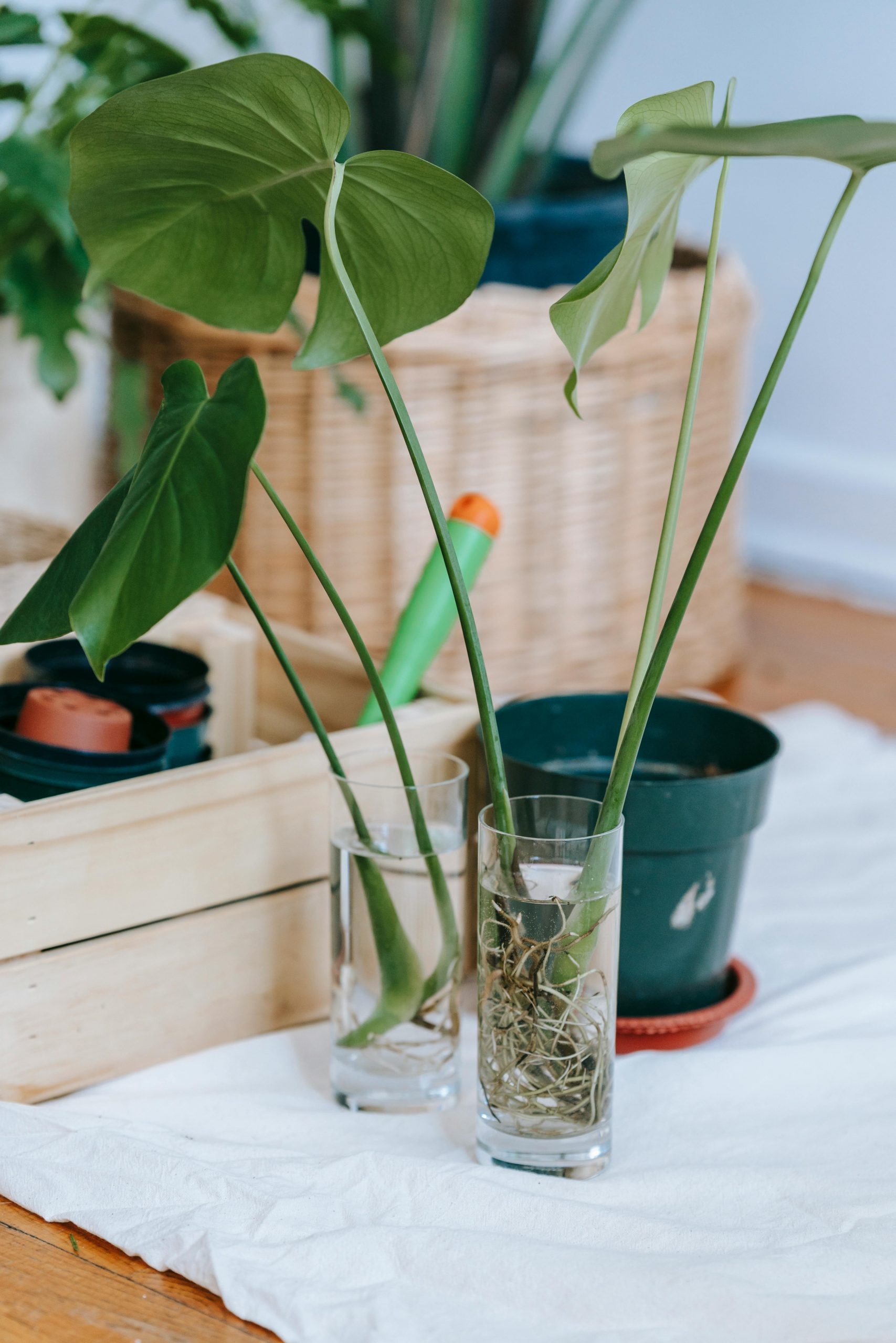 Monstera deliciosa