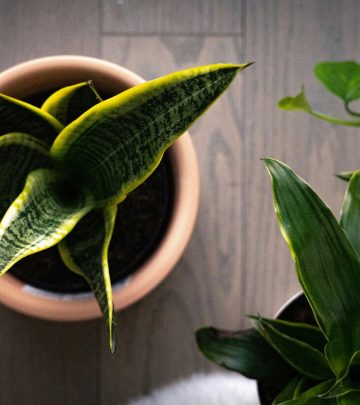 5 Must-have Snake Plant varieties for your home