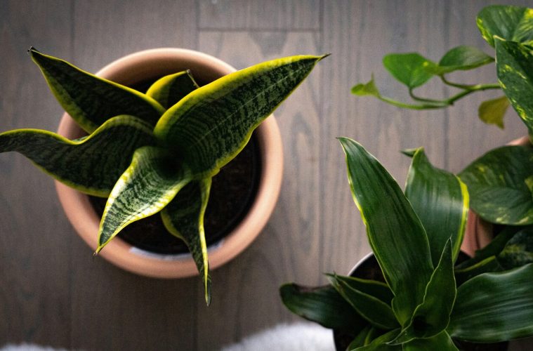 5 Must-have Snake Plant varieties for your home