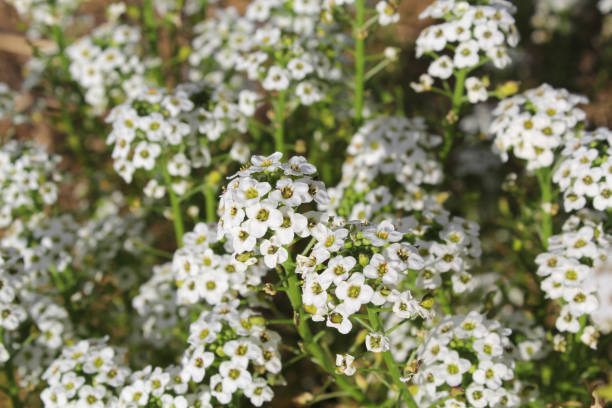 Mass of white flowers on a alyssum plant in a garden