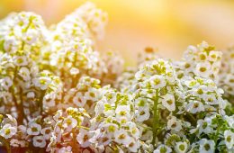 Alyssum flowering plants in the family garden.