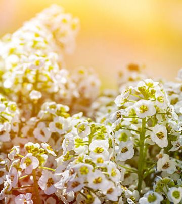 Alyssum flowering plants in the family garden.