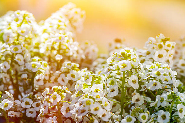 Alyssum flowering plants in the family garden.