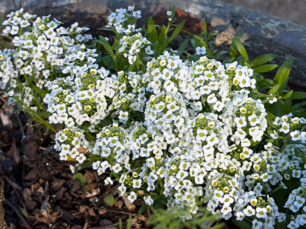 Alyssum plants in an organic cottage garden.