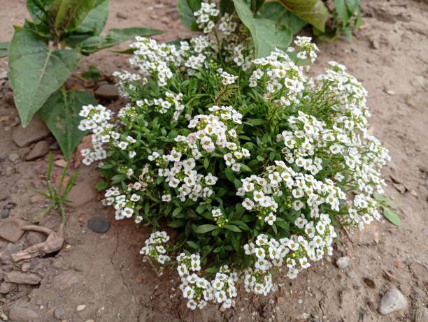 Alyssum white grows on a bed in dry soil. A beautiful bush with white alyssum flowers.