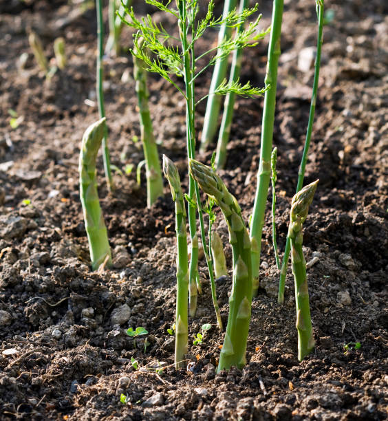 Asparagus growing in the garden