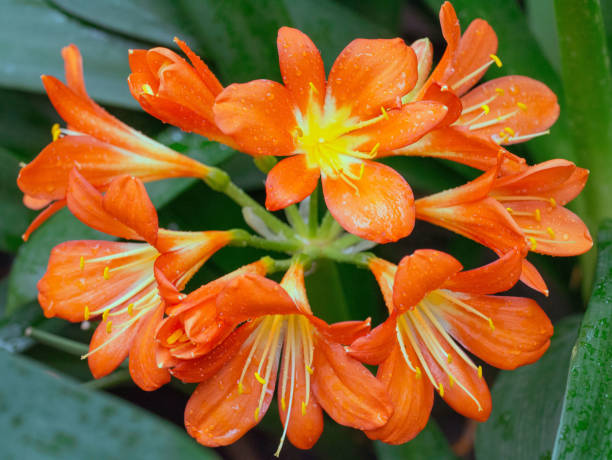 Bush lilyOrange Flowers