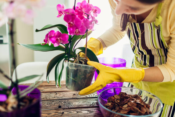 Woman transplanting orchid into another pot on kitchen. Caring for orchids 