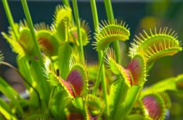 Carnivorous wildflower opens up small trap leaves with sensitive bristles to catch its prey.