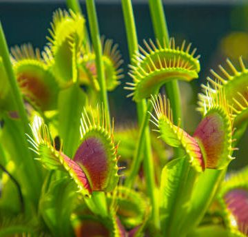 Carnivorous wildflower opens up small trap leaves with sensitive bristles to catch its prey.