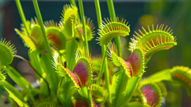 Carnivorous wildflower opens up small trap leaves with sensitive bristles to catch its prey.