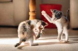 Two adorable little kittens play fighting over a toy in the living room of their new home