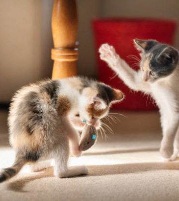 Two adorable little kittens play fighting over a toy in the living room of their new home