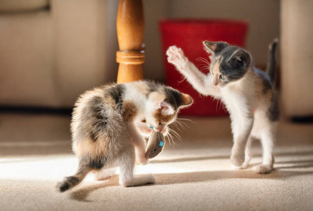 Two adorable little kittens play fighting over a toy in the living room of their new home