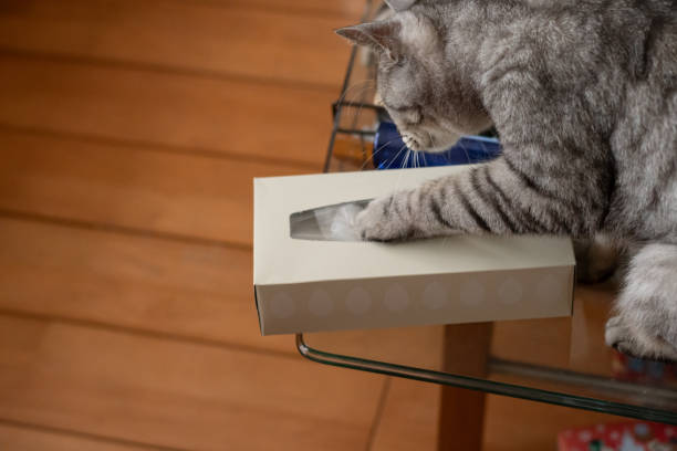 Cat playing with box tissue