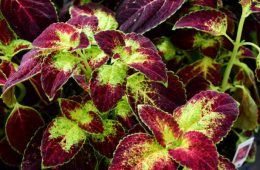 A vibrant potted Coleus scutellarioides plant with a mix of red and green foliage