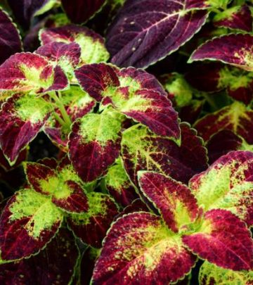 A vibrant potted Coleus scutellarioides plant with a mix of red and green foliage