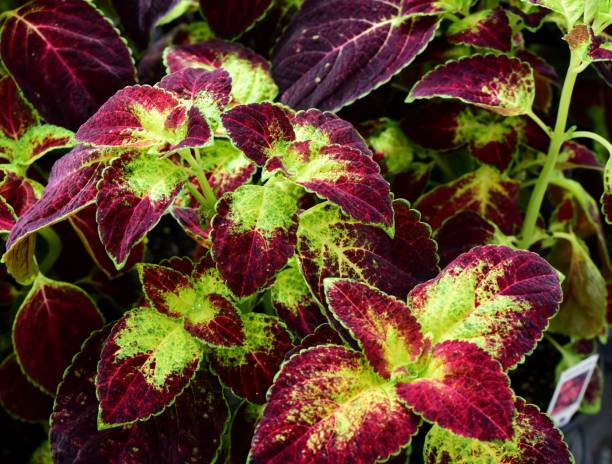 A vibrant potted Coleus scutellarioides plant with a mix of red and green foliage