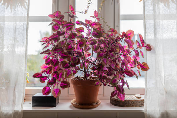 A large coleus plant indoors in a window sill. 