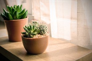 small plant and cactus in a pot on a window with sunlight peeking through