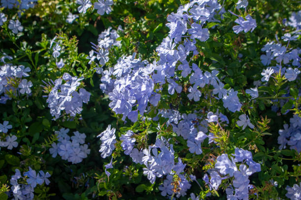 Plumbago auriculata blue flowering plant, cape leadwort five petals flowers in bloom