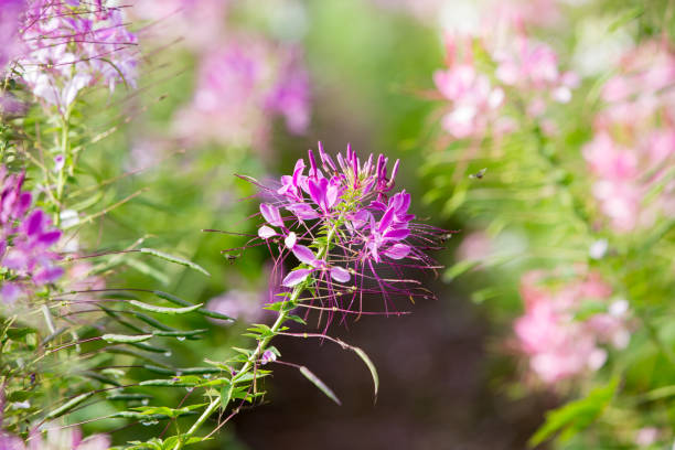 Close up Spiny spider flower in the morning, 