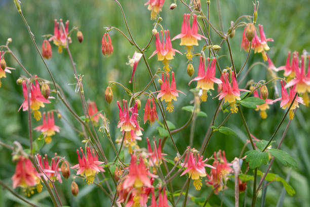 Columbine in blossom