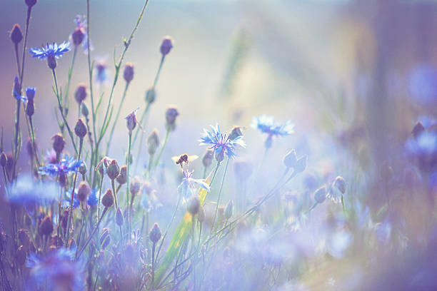 Honey bee spotted around a full bloom of Cornflowers