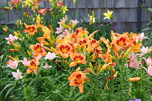 Daylily flowers in variations of colour